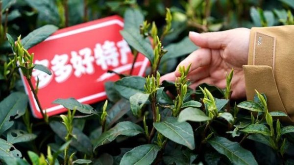 百家乐正规平台2026最新版下载 拆解拼多多财报: 新拼姆里有新故事